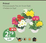 Primel von  im aktuellen V-Markt Prospekt für 2,79 €