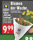 Tulpen 'Holland Lieblinge' Angebote von EDEKA Herzstücke bei EDEKA Dorsten für 9,99 €