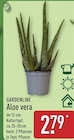 Aloe vera Angebote von Gardenline bei ALDI Nord Magdeburg für 2,79 €