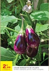 Légume barquette de 3 plants dans le catalogue Intermarché Super