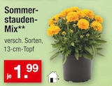 Sommerstauden-Mix im Angebot bei Zimmermann in Nordhorn Sommerstauden-Mix Angebote bei Zimmermann Nordhorn für 1,99 €