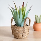 B&M - Aloe pot tresse : offre du catalogue Promo Aloe pot tresse à 7,99 € dans le catalogue B&M ""