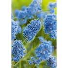 Arbuste à fleurs à Carrefour Market dans Mercin-et-Vaux