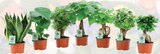 Plante verte pot 12 cm en promo à 6,99 € chez Netto Plante verte pot 12 cm dans le catalogue Netto