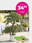 Aktuelle Blumentopf Angebote bei mömax in Karlsruhe Aktuelles Kunstpflanze Angebot bei mömax in Karlsruhe ab 2,99 €