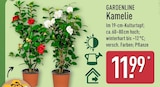 Kamelie bei ALDI Nord im Neustadt-Glewe Prospekt für 11,99 €
