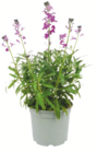 Stauden-Mix Angebote bei toom Baumarkt Niederkassel für 7,99 €