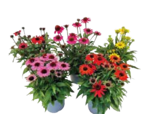 Echinacea Sonnenhut von  im aktuellen EDEKA Prospekt für 6,99 €