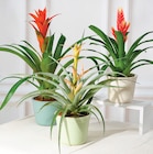 Mixte bromelias - Super U à Metz Mixte bromelias en promo chez Super U Metz à 9,99 €