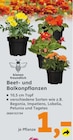 Aktuelle Pflanzen Angebote bei Globus-Baumarkt in Trier Aktuelles Beet- und Balkonpflanzen Angebot bei Globus-Baumarkt in Trier ab 1,00 €