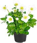 Aktuelles Christrose Angebot bei Penny in Bielefeld ab 3,99 €