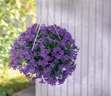 Glockenblumen-Ampel Angebote bei toom Baumarkt Offenburg für 16,99 €