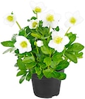 Aktuelle Pflanzen Angebote bei Penny in Aachen Aktuelles Christrose Angebot bei Penny in Aachen ab 3,99 €