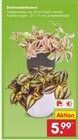 Dreimasterblumen Angebote bei Netto Marken-Discount Pinneberg für 5,99 €