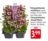 Chrysanthemen multiflora im Angebot bei E center in Freiburg Chrysanthemen multiflora Angebote bei E center Freiburg für 3,99 €