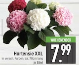 Hortensie XXL im EDEKA Prospekt Hortensie XXL von im aktuellen EDEKA Prospekt für 7,99 €
