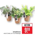 Grünpflanzen im Angebot bei Marktkauf in Böblingen Grünpflanzen Angebote bei Marktkauf Böblingen für 9,99 €