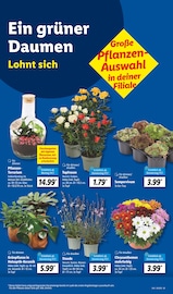 Stauden im Lidl Prospekt in Suhl Aktueller Lidl Prospekt mit Stauden, "LIDL LOHNT SICH", Seite 17