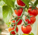 Zwerggemüse von Kölle Bio im aktuellen Pflanzen Kölle Prospekt