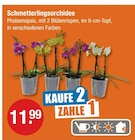 Schmetterlingsorchidee von  im aktuellen V-Markt Prospekt für 11,99 €