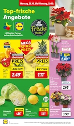 Lidl Amaryllis im Prospekt 