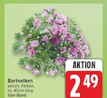 Bartnelken im aktuellen EDEKA Prospekt