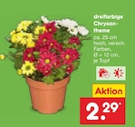dreifarbige Chrysantheme im Angebot bei Netto Marken-Discount in Hoyerswerda dreifarbige Chrysantheme Angebote bei Netto Marken-Discount Hoyerswerda für 2,29 €