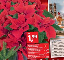 Weihnachtssterne bei BAUHAUS in Unna Weihnachtssterne im Angebot bei BAUHAUS Unna