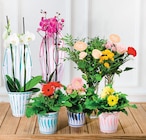 Plantes Fleuries en promo chez Super U Nanterre à 4,99 €