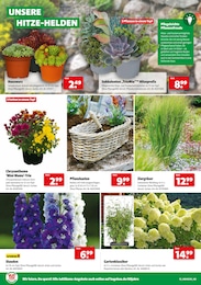 Blumentopf Angebot im aktuellen Hagebaumarkt Prospekt auf Seite 10