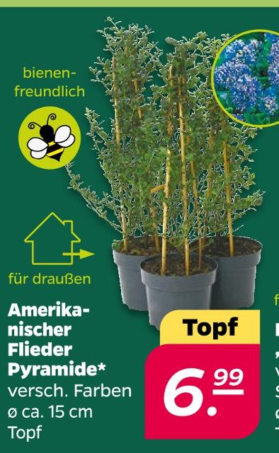 Amerikanischer Flieder Pyramide