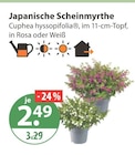 Japanische Scheinmyrthe bei V-Markt im Günzburg Prospekt für 2,49 €
