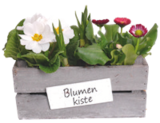 Frühlings-Blumenkiste bei toom Baumarkt im Hagen Prospekt für 4,99 €