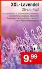 Zimmermann Lohheide - XXL-Lavendel Angebot im Prospekt XXL-Lavendel bei Zimmermann im Lohheide Prospekt für 9,99 €