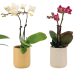 Mini Phalaenopsis 2 branches - LaMaison.fr à Saint-Nazaire Mini Phalaenopsis 2 branches en promo chez LaMaison.fr Saint-Nazaire à 9,95 €