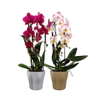 Orchidée cascade à 12,99 € dans le catalogue Carrefour