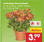 Aktuelle Chrysantheme Angebote bei Netto Marken-Discount in Düsseldorf Aktuelles zweifarbige Chrysantheme Angebot bei Netto Marken-Discount in Düsseldorf ab 3,99 €