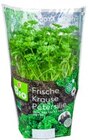 Kräutertopf bei Kaufland im Albstadt Prospekt für 1,29 €