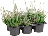 Knospenheide bei REWE im Prospekt "" für 5,99 €