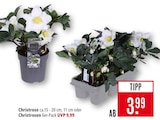 Christrose im Angebot bei Marktkauf in Heilbronn Christrose Angebote bei Marktkauf Heilbronn für 3,99 €