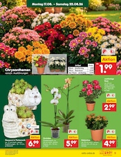 Orchidee im Netto Marken-Discount Prospekt in Rostock Aktueller Netto Marken-Discount Prospekt mit Orchidee, "Aktuelle Angebote", Seite 11