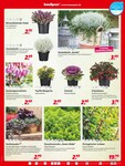 Gartenbepflanzung Gartenbepflanzung