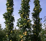 Aktuelles Säulenapfel Angebot bei Garten-Center Nordharz GmbH & Co. KG in Kassel ab 19,99 €