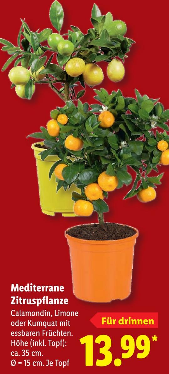 Mediterrane Zitruspflanze