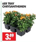 CHRYSANTHEMEN Angebote bei Wreesmann Dresden für 3,49 €