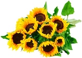 Sonnenblumen Angebote bei REWE Hof für 2,99 €
