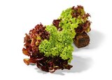 Aktuelles Salat mit Wurzelballen Angebot bei Netto Marken-Discount in Duisburg ab 1,00 €