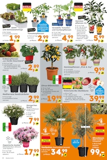 Pflanzen im Globus-Baumarkt Prospekt "Immer eine Idee besser" mit 16 Seiten (Braunschweig)