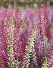 Bruyère Calluna Tricolore Pot 12 cm dans le catalogue Intermarché