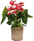 Blumentopf 21 x 19 cm oder Flaschengarten „Lotte“ im Hornbach Prospekt Blumentopf 21 x 19 cm oder Flaschengarten „Lotte“ von im aktuellen Hornbach Prospekt für 9,99 €